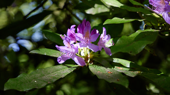 Purple rhododendron light The photograph is a nature still life showing purple rhododendron flowers in partial sunlight, with their delicate petals and stamens sharply focused against a background of green leaves and abundant plants. The lighting conditions and shadows indicate that the picture was taken around midday in the spring, a time when rhododendron flowers typically bloom and display vibrant colors in outdoor environments. The rhododendron, as the main subject, is surrounded by healthy foliage which further highlights the seasonal growth and natural setting depicted in the image. There are no visible buildings or mountains in the composition, drawing attention entirely to the springtime flowers and the rich plant life captured in this nature photograph.